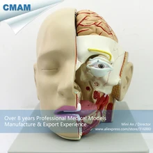 CMAM-BRAIN04 Full Size 4parts Half Brain Head Dissection Medical Model, Medical Science Educational Teaching Anatomical Models