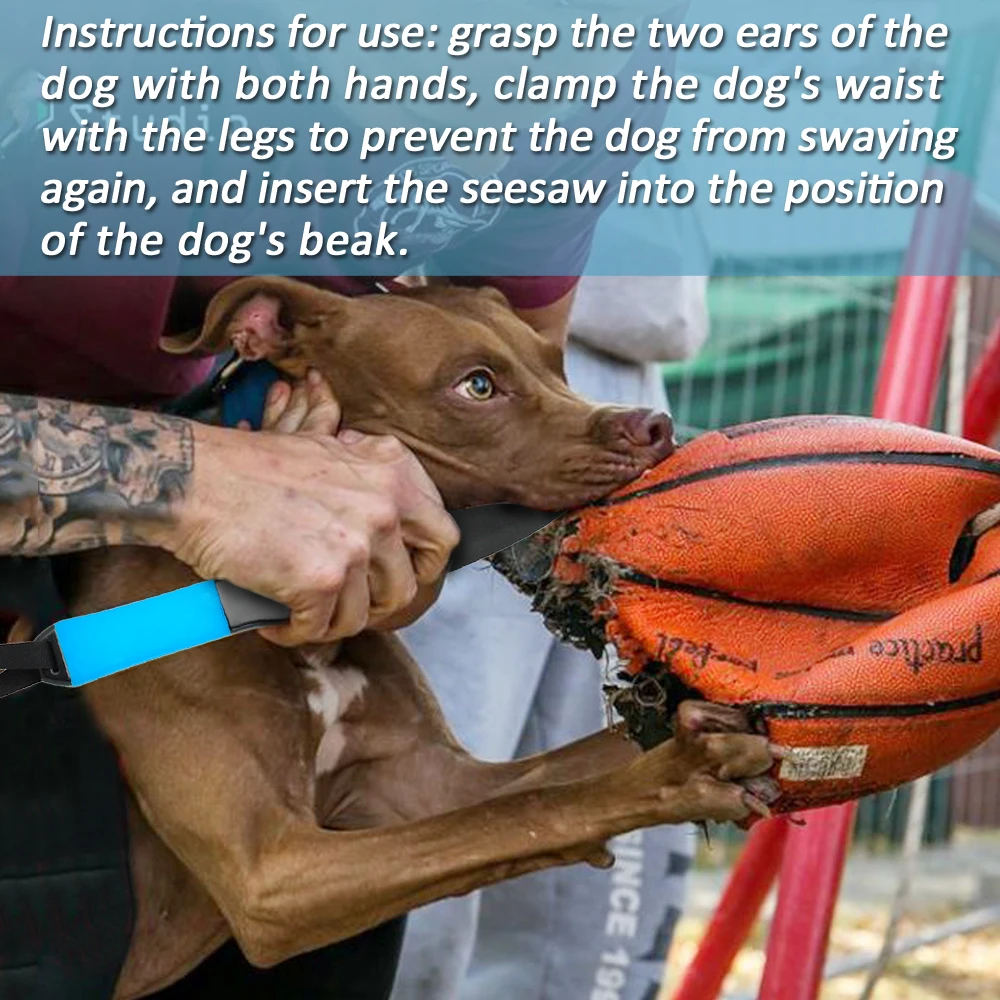 Pitbull break vara cão profissional nenhuma mordida