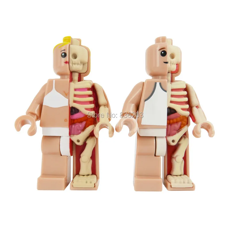4D master vision Micro female Dissected figfunny модель Jason Freeny каркас анатомической