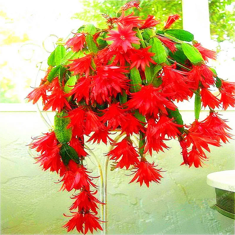 

Zygocactus Truncatus Bonsai Schlumbergera Bonsai Greenery -100 Pcs Bonsai Rare Flower For Home Plant Easy Grow