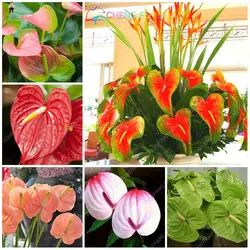 100 шт. Anthurium plantas Редкие Цветочные растения для балкона карликовые деревья Горшечное растение для дома сад открытый diy цветы