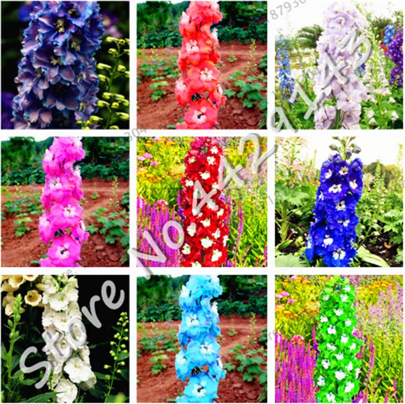 

200 Pcs Bonsai Delphinium Flowers Colourful Rocket Larkspur Plants For Home Garden Decoration Bonsai Planting Ornamental Plants