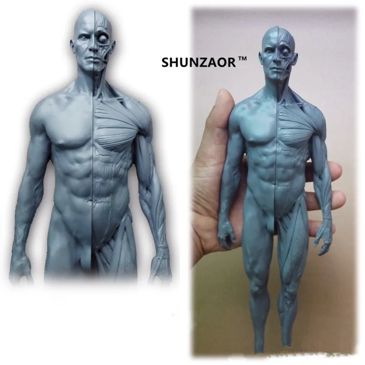 Skup 30cm ludzki model anatomiczny anatomia czaszka głowa mięśni kości medyczny rysunek artystyczny manekin przegubowy manekin