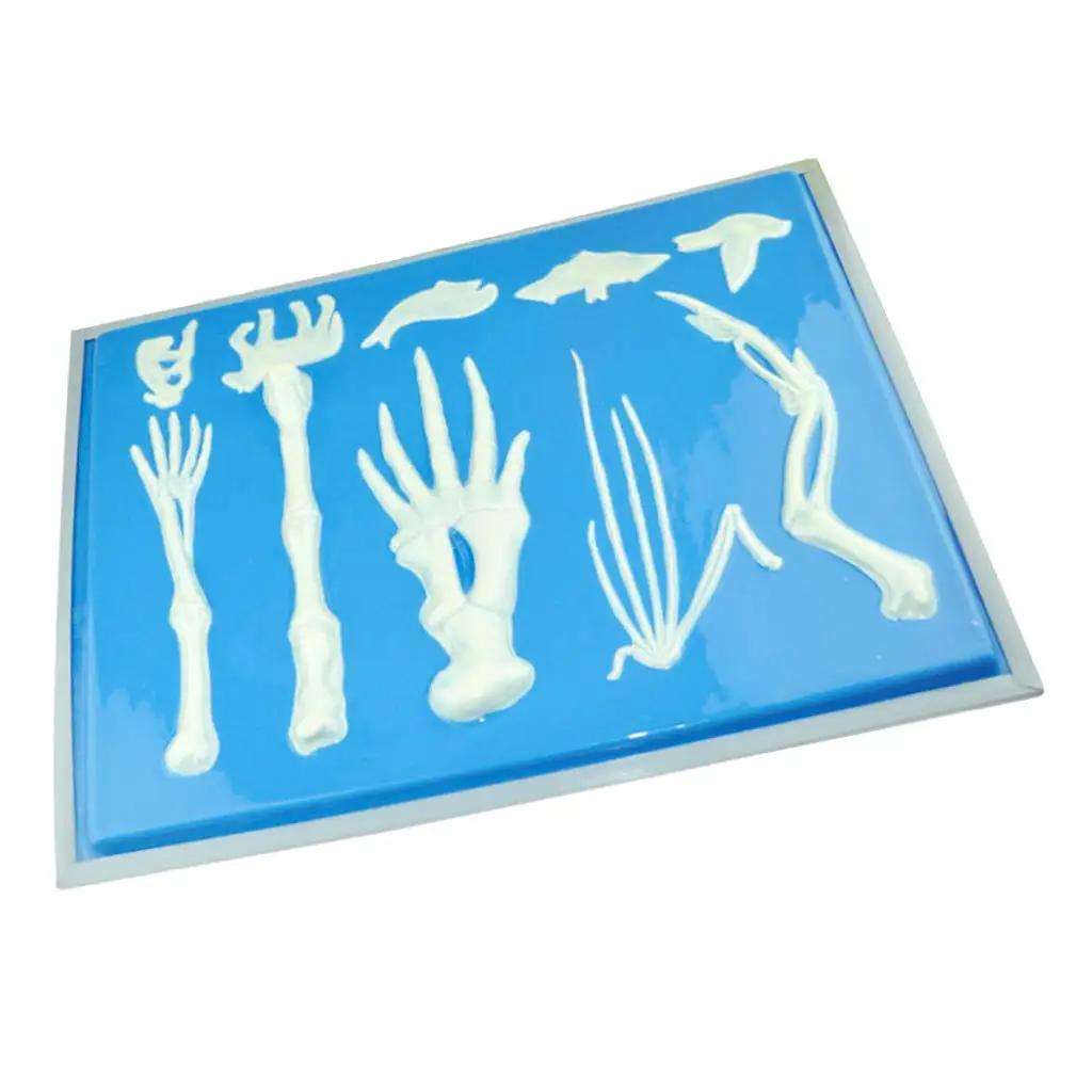  Vertebrate Anterior Limbs Bone Skeleton Model for Biology Learning School Teaching Tool Learning Di - 32974064467