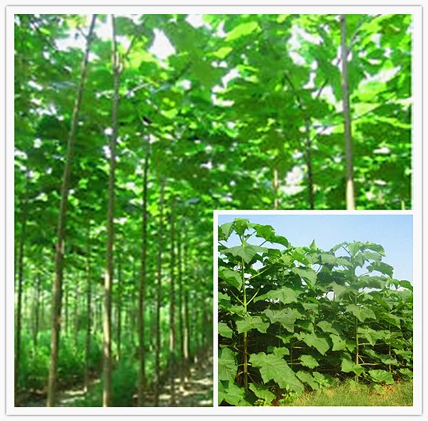 Free Shipping paulownia elongata New forest tree bonsai,200Pcs/pack fast growing tree