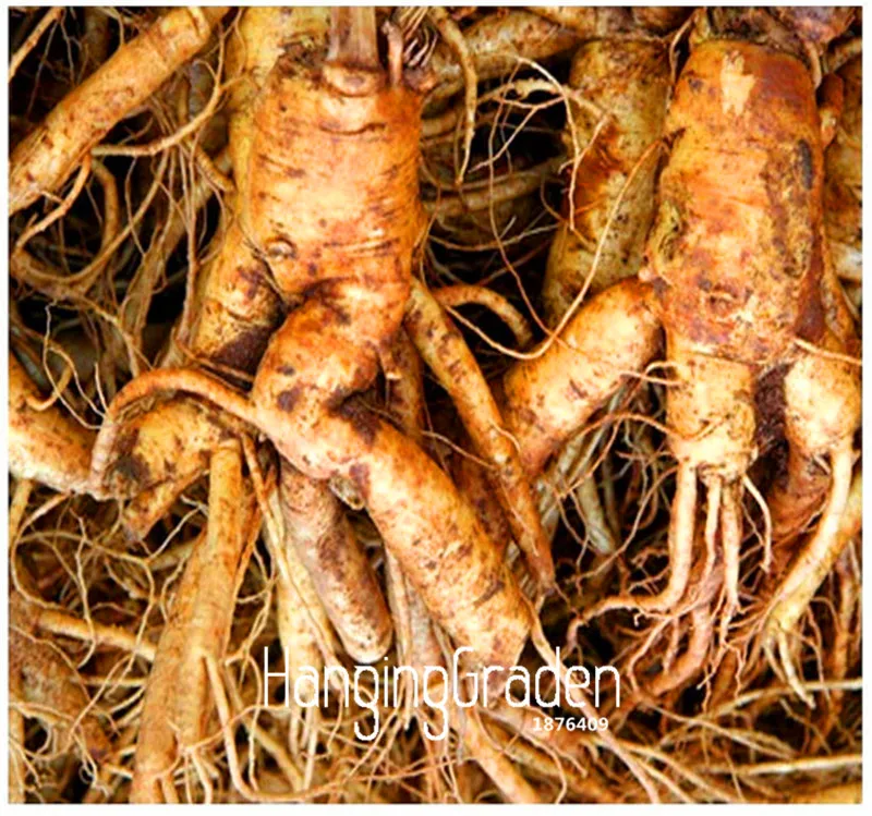 

100 PCS Big Sale!Chinese Ginseng , Panax ginseng Plantas , Potted Bonsai Plant Flower Flores for Home Garden