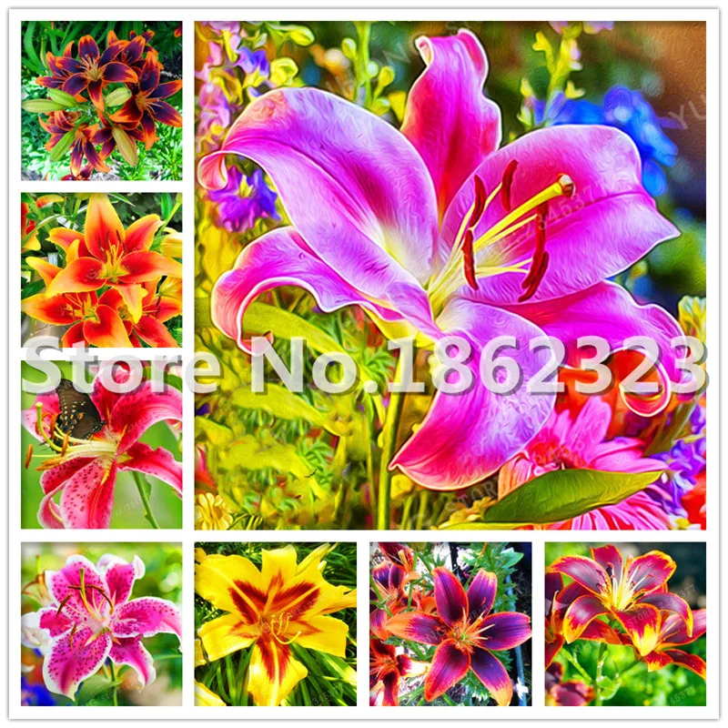 

200 pcs/bag Rare Lily bonsai Not Lily Bulbs It Is bonsai Bonsai Lily Flower bonsai Pleasant Fragrance Plant For Home & Garden