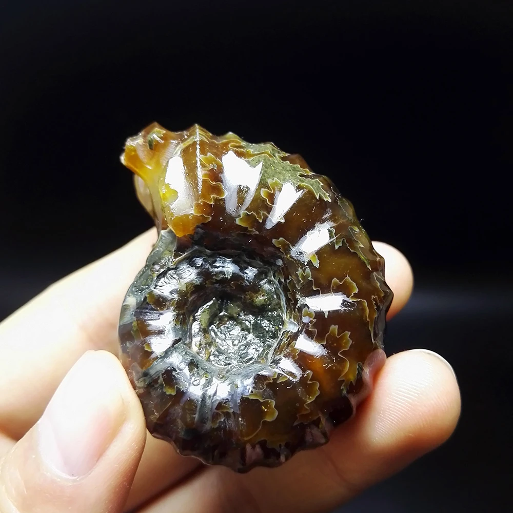 

65.7g NATURAL Stones and Minerals Rock Madagascar natural horn snail fossils mineral color of fire