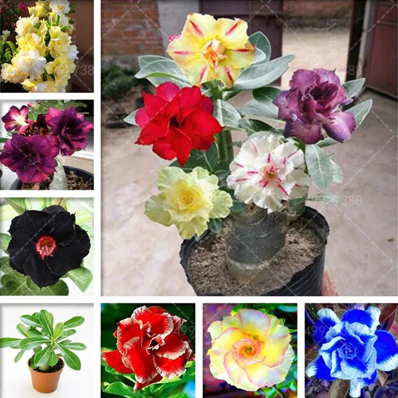 

Unique Bonsai Desert Rose Ornamental Plants Flowers Balcony Potted Home Garden Flowers Bonsai Plants Adenium Obesum 1 PCS