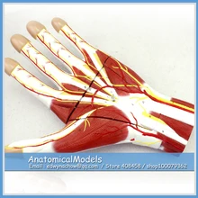 ED-MUSCLE09 Larged 2x Life Size Hand Vascular Verves Anatomy 3 parts , Medical Science Educational Teaching Anatomical Models