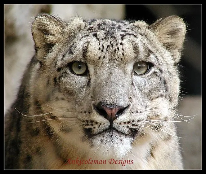 ирбис 3. леопард пастелью. стабилизатор напряжения ирбис. Snow leopard 3d. ирбис 3.