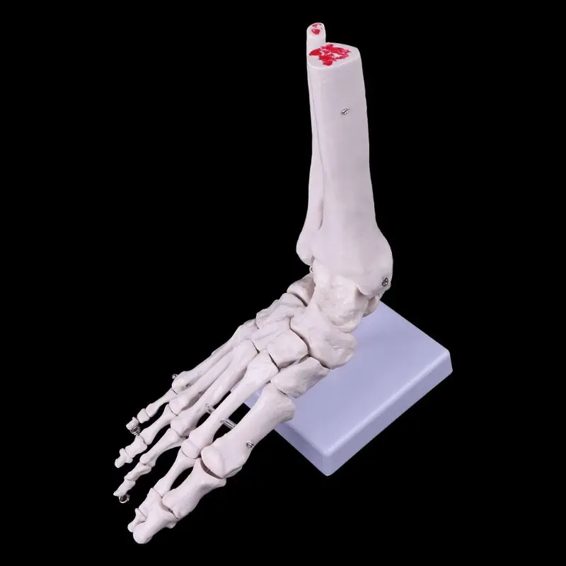 Медицинские научно-технические аксессуары Размер жизни ноги лодыжки сустава анатомический скелет модель медицинский дисплей инструмент для учебы дропшиппинг