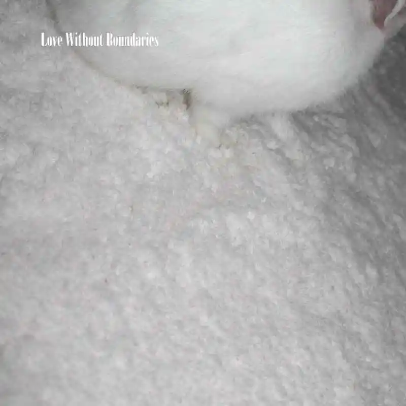 WHITE SNOW CARPET (8)