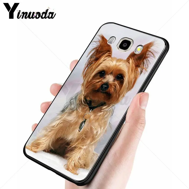 yorkshire terrier dog puppy 