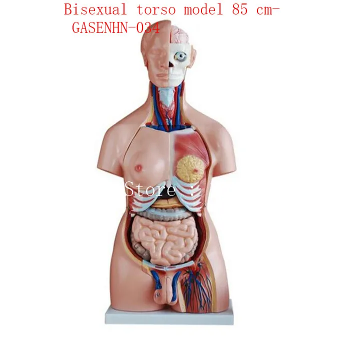 Семейная модель туловища 85 см-GASENHN-034