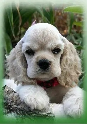 HTB1fO0MXyfrK1RjSspbq6A4pFXae