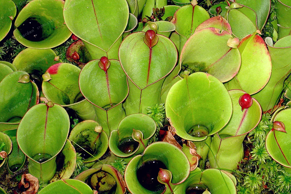 Саррацения бонсай плотоядное растение Цветы Посадка высокое качество трава бонсай четыре сезона легко выращивать бонсай 50 шт