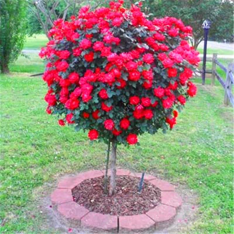 100 Piècessac Rose Arbre Rose Bonsaï Fleur Arbre Chinois