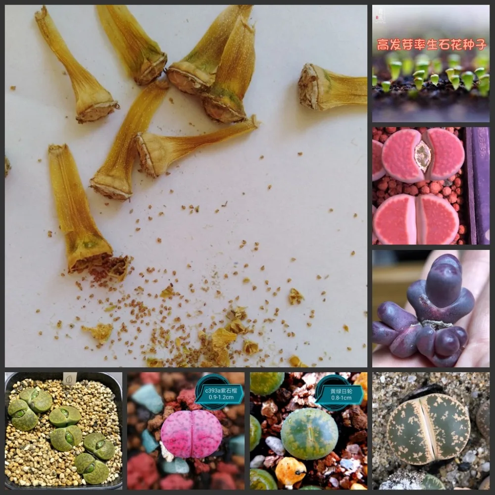 

50pcs 100% Fresh Real lithops succulent cactus Semillas~Living stones sementes