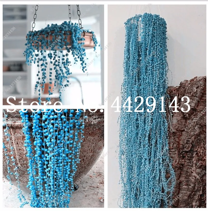 

100 pcs/Bag Blue Pearl Chlorophytum bonsai Beads Garden Succulentas Bonsai Absorb Formaldehyde Potted Indoor Air Purification