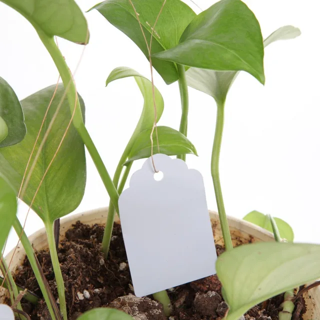 100Pcs/lot Waterproof Plastic Plants Labels Signs Flower Hanging Tags Nursery Pot Markers for Garden Decoration Tools