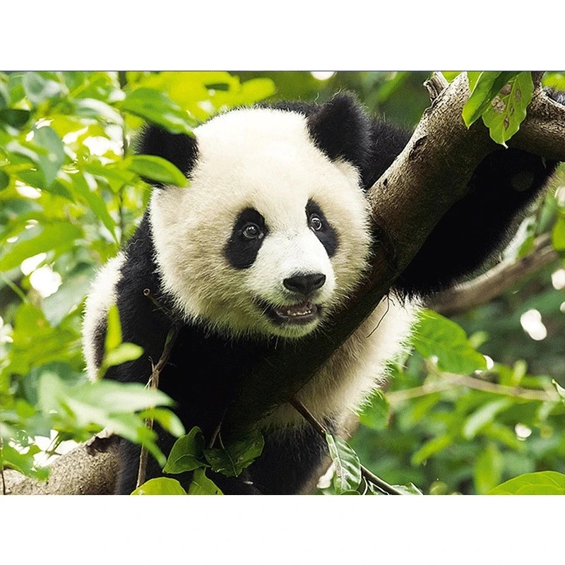 

Full Square/round Diamond 5D DIY Diamond Painting Panda climbing tree Embroidery Cross Stitch Rhinestone Mosaic Home Decor