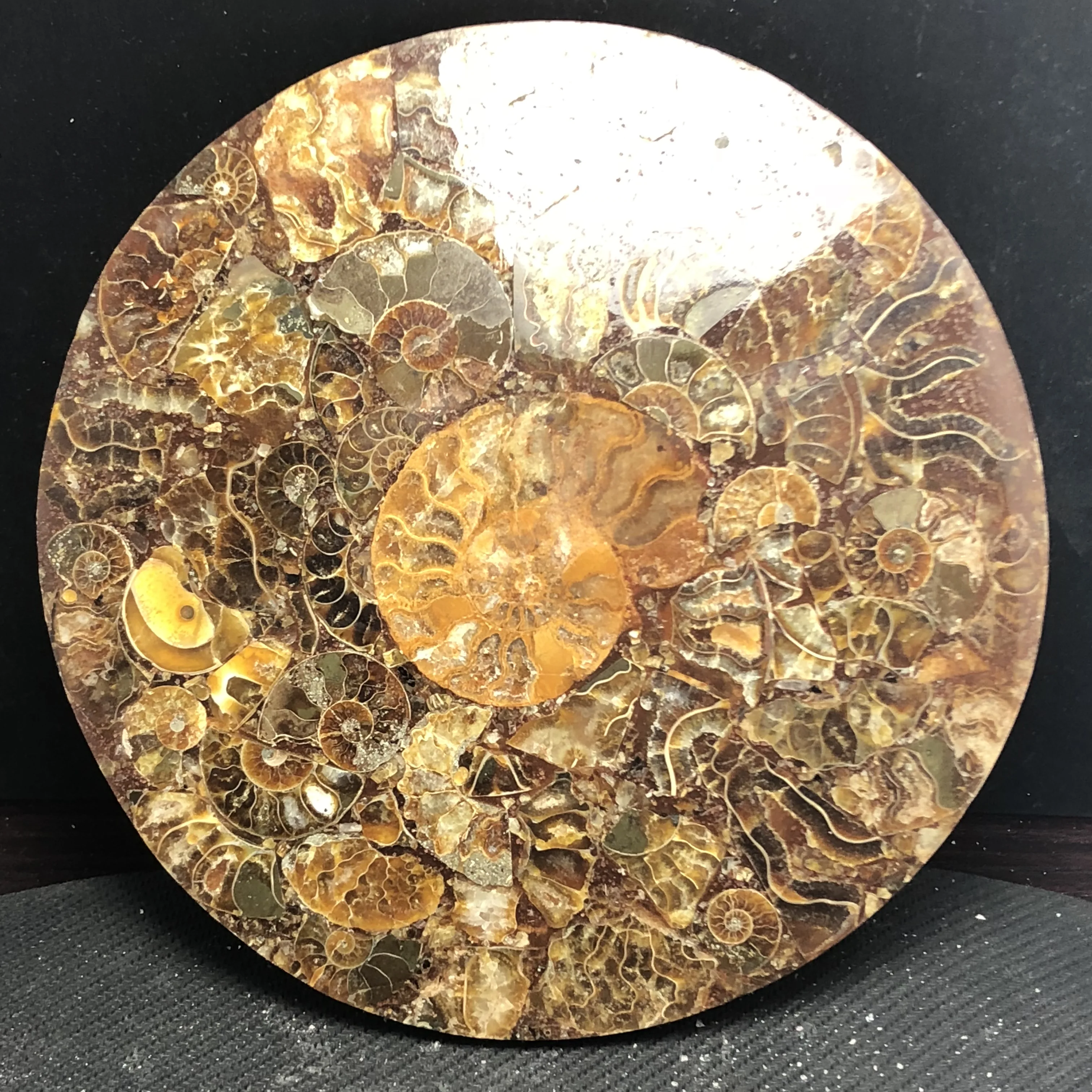 Natural ammonites fossils sectioned plates crystal jade Marine shells Madagascar mineral samples