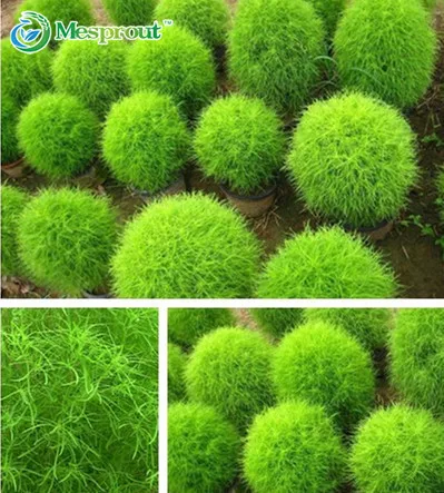 

500pcs/bag Microbiota Decussata Siberian Carpet Cypress Arborvitae Flores Tree Bonsai Plant DIY Home Garden Free Ship