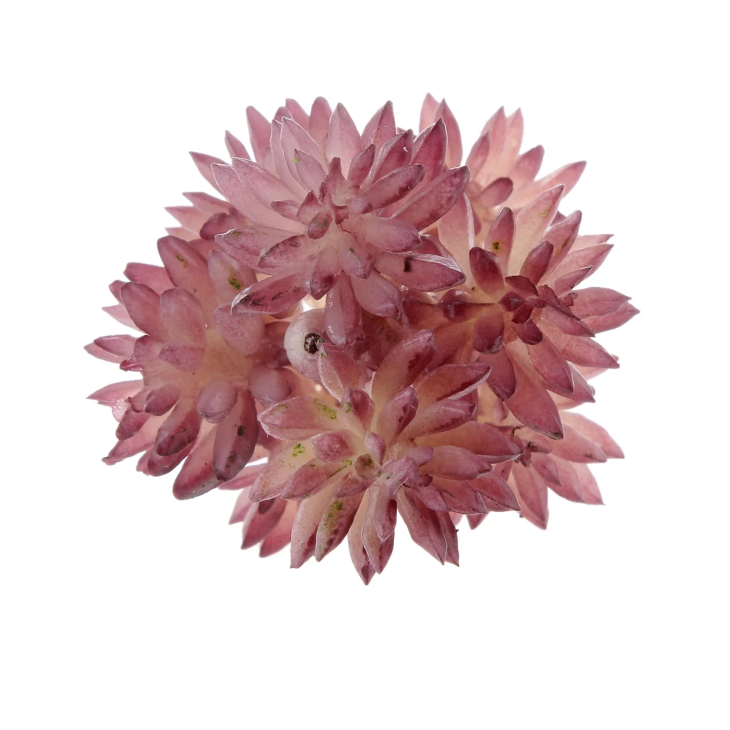 Artificial Succulent Sedum Hispanicu Foliage Plastic Plant Decor Autumn