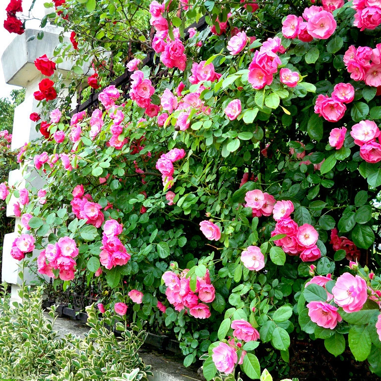 

ZLKING 100 / pack New 'Renee Trenholm' Pink Climbing Rose Plant Bonsai Light Up Yr For Home Garden