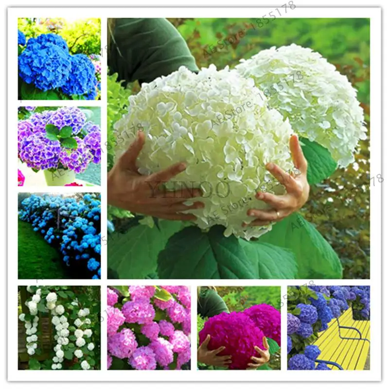 

Bonsai 20 Pcs Multiple Color Choice Hydrangea Perennial Flower Hydrangea Balcony Ornamental Garden Decoration Plant