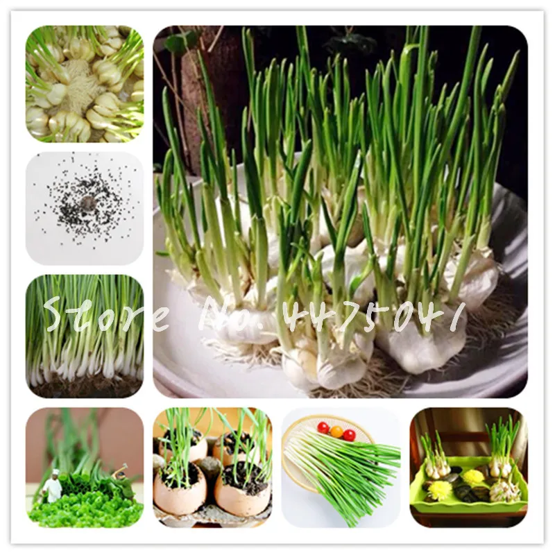 

1000 pcs Alone Root Shallot Bonsai Four Seasons Evergreen Organic Delicious Scallion Bonsai Hydroponic Food Plant for Flower Pot