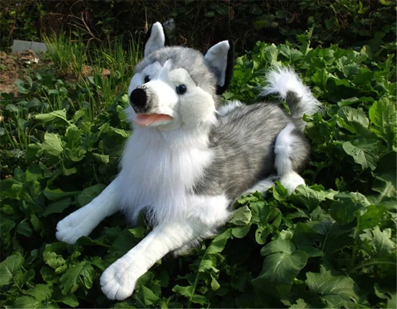 big husky teddy bear