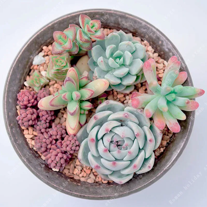 

100 Pcs Cactus Mix Organic Ornamental Rare succulents can purify the air and prevent radiation for home garden