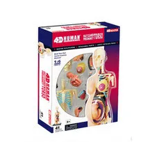 Большая распродажа! 4D MASTER Анатомия человека полуочищенный органайзер для