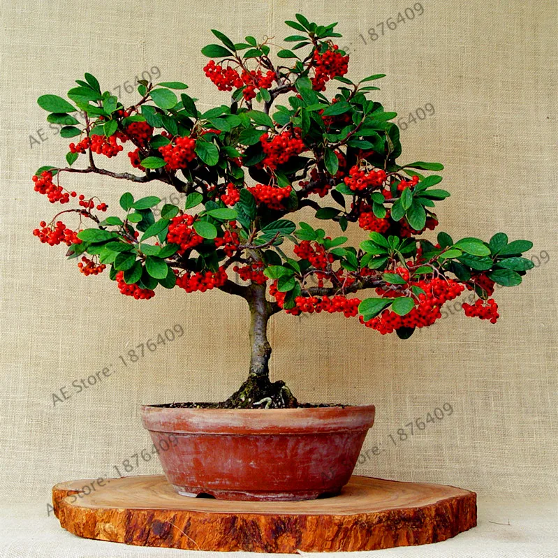 тургеневка яблоня. комнатная вишня мальпигия. дерево вишни дома. яблоня морозовка. старинная усадьба яблоневый сад.