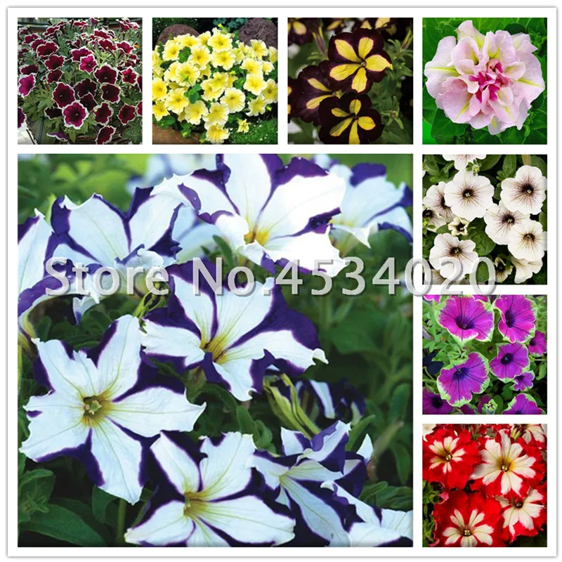 

Big Promotion! 100 Pcs Hanging Petunia bonsai Plants Melissa Original Flower Plantas Perennial Flowers For Home Garden Decor