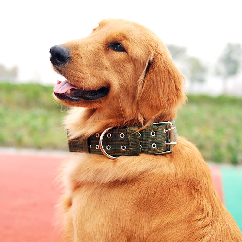 big gold dog collars