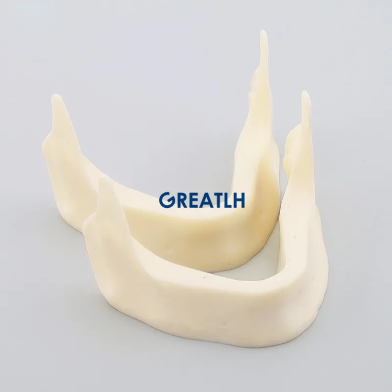 

2pcs Dental Model M2025 - The Development of Jaw Lower