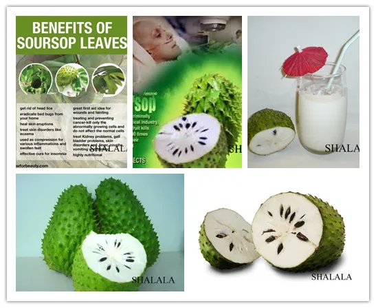 

10PCS Bonsai Custard Apple Fruit Buddha's Head Fruit Cherimoya Tropical Sugar Good Keep Annona Tree Plants
