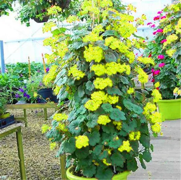 100 szt rzadkie wspinaczka Geranium Pelargonium Peltatum drzewo Bonsai wieloletnich kwiat kryty pokoje ogród doniczkowa roślina Easy rosną tanie i dobre opinie Kwitnące rośliny Mini duże małe średnie Wykluczone Bardzo proste Upiększających Rośliny ogrodowe Subtropikalnych 100 szt rzadkie wspinaczka Geranium Pelargonium Peltatum drzewo Bonsai wieloletnich kwiat kryty pokoje ogród doniczkowa roślina Easy rosną tanie i dobre opinie Kwitnące rośliny Mini duże małe średnie Wykluczone Bardzo proste Upiększających Rośliny ogrodowe Subtropikalnych