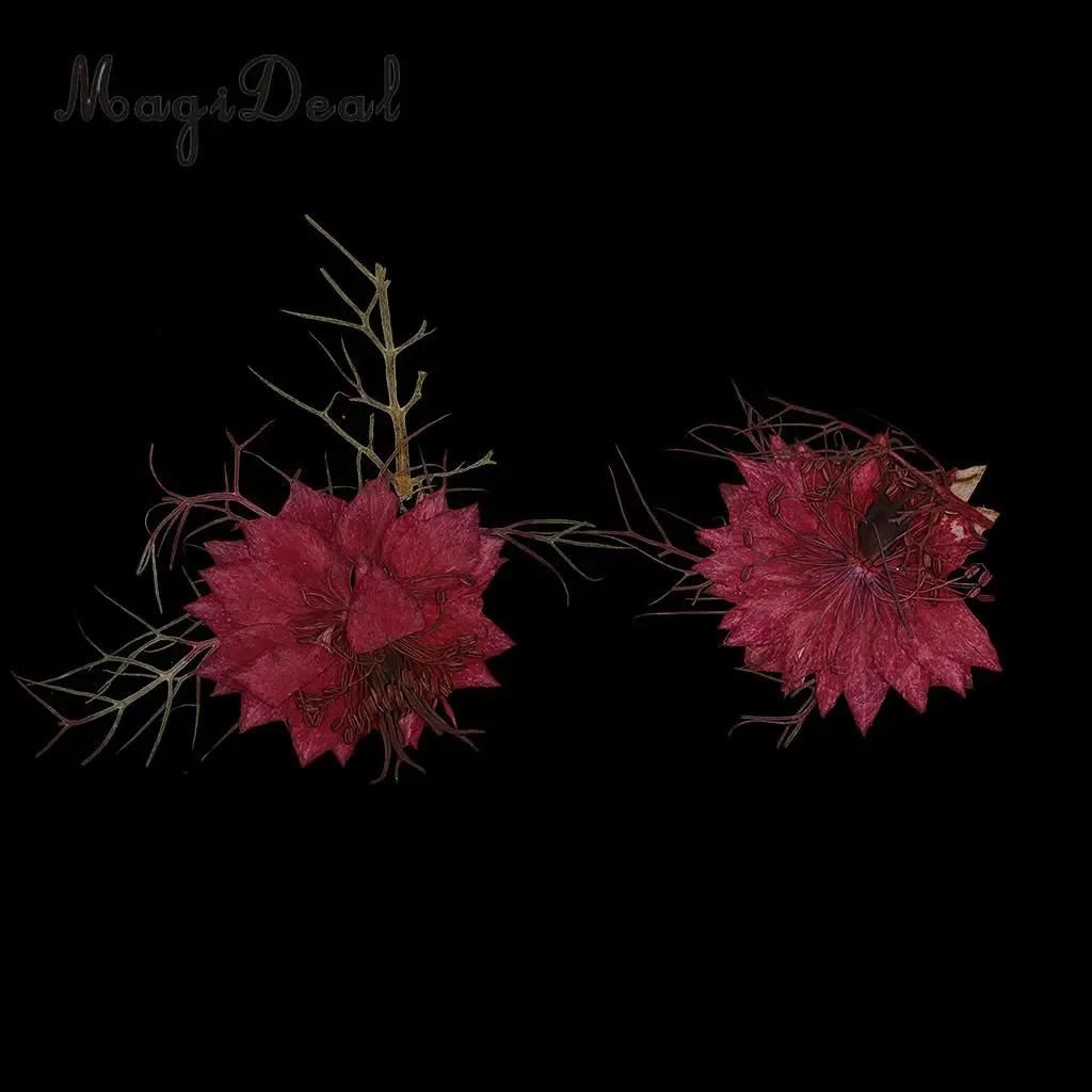 12pcs Love-in-a-mist Natural Pressed Real Dried Flower for Craft DIY Resin Ornaments
