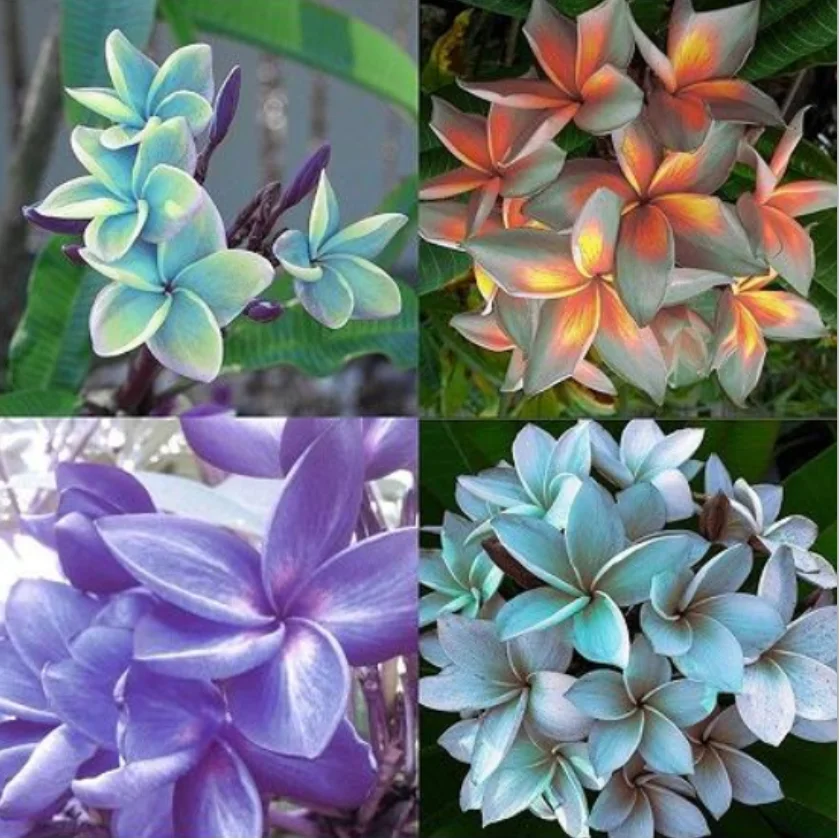 

5pcs Mix-Color Real Fresh Plumeria Rubra Frangipani Lilavadee Flower Tree - - DIY Home Garden Free Shipping