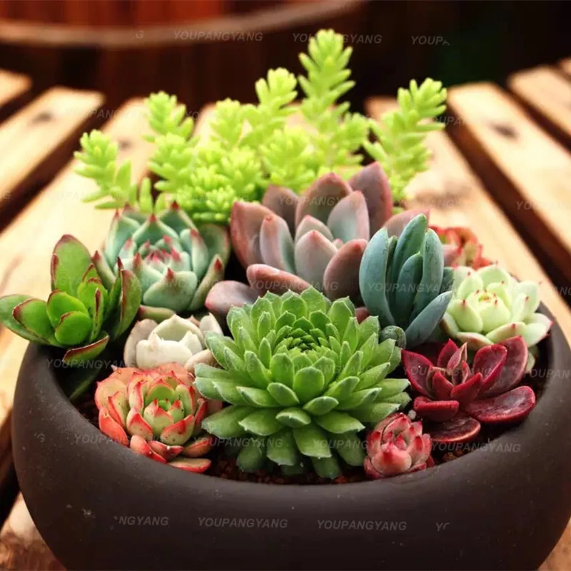 100 Pcs Rare Mini Cactus Bonsai Mix Succulent Ornamental Plants