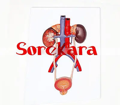 

1:1 Human Anatomical Relievo Urinary System Organ Viscera Medical Teach Model School Hospital