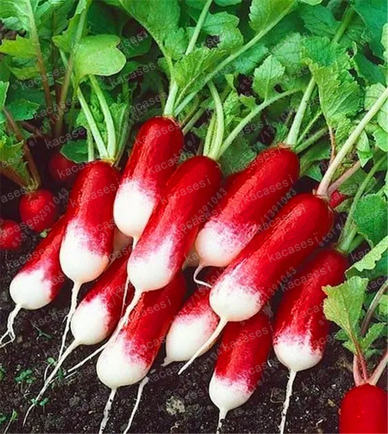 

100 Pcs Rare Sausage Radish Bonsai Juicy And Nutritious Early Spring Radish Very Delicious Vegetable Garden Food Easy To Grow