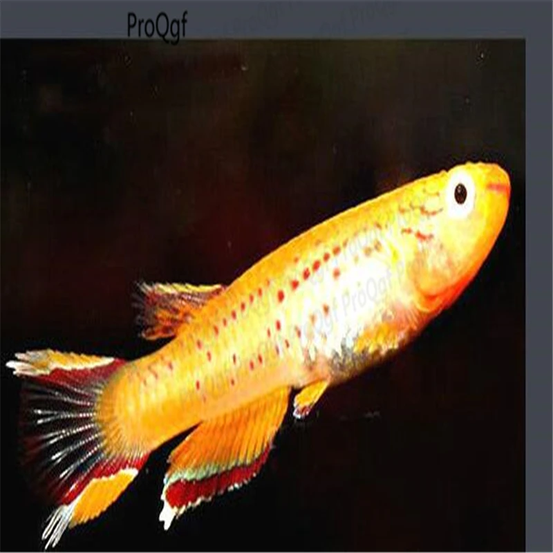 30Pcs A Set Chelmonmarginalis