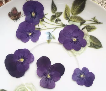 

120pcs Dried Pressed Purple Pansy Corydalis Suaveolens Hance Flower Plants Herbarium For Jewelry Pendant Earrings Making