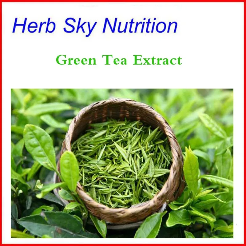 100 Pure green tea extract / green tea extract