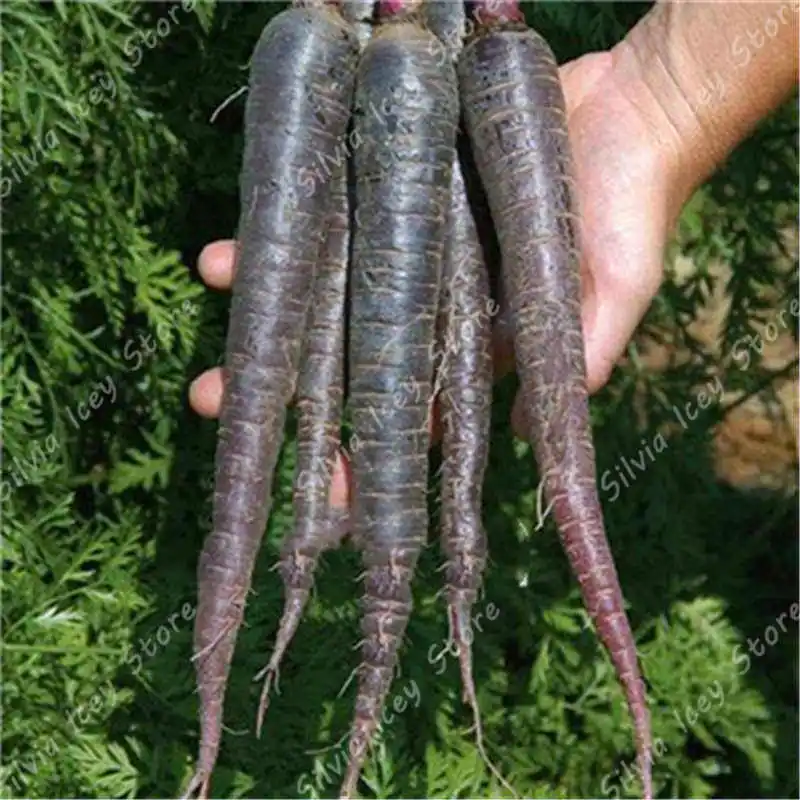 500pcs Rainbow Carrot Bonsai Plant Vegetable Family Garden Potted